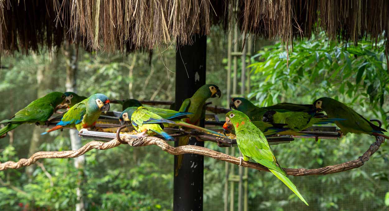 Alimentação dos periquitos é um dos momentos que fazem a alegria dos visitantes. Foto: Marcos Labanca/H2FOZ