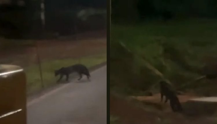 Aeroporto de Puerto Iguazú é cercado pela mata do Parque Nacional Iguazú. Imagem: Reprodução