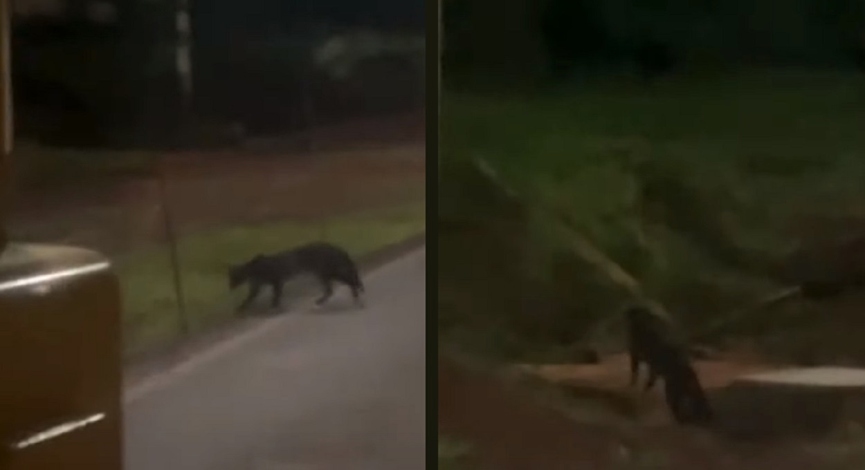 Vídeo mostra raro registro de felino no lado argentino