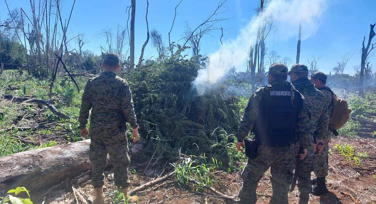 Operação destrói 120 toneladas de maconha no Paraguai