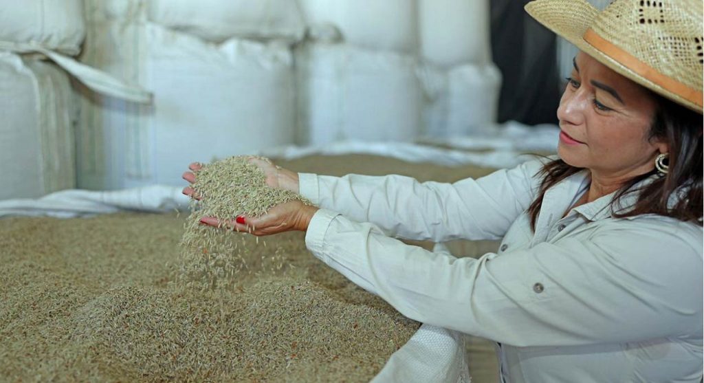 Após cheias no RS, Brasil analisa importar arroz do Paraguai