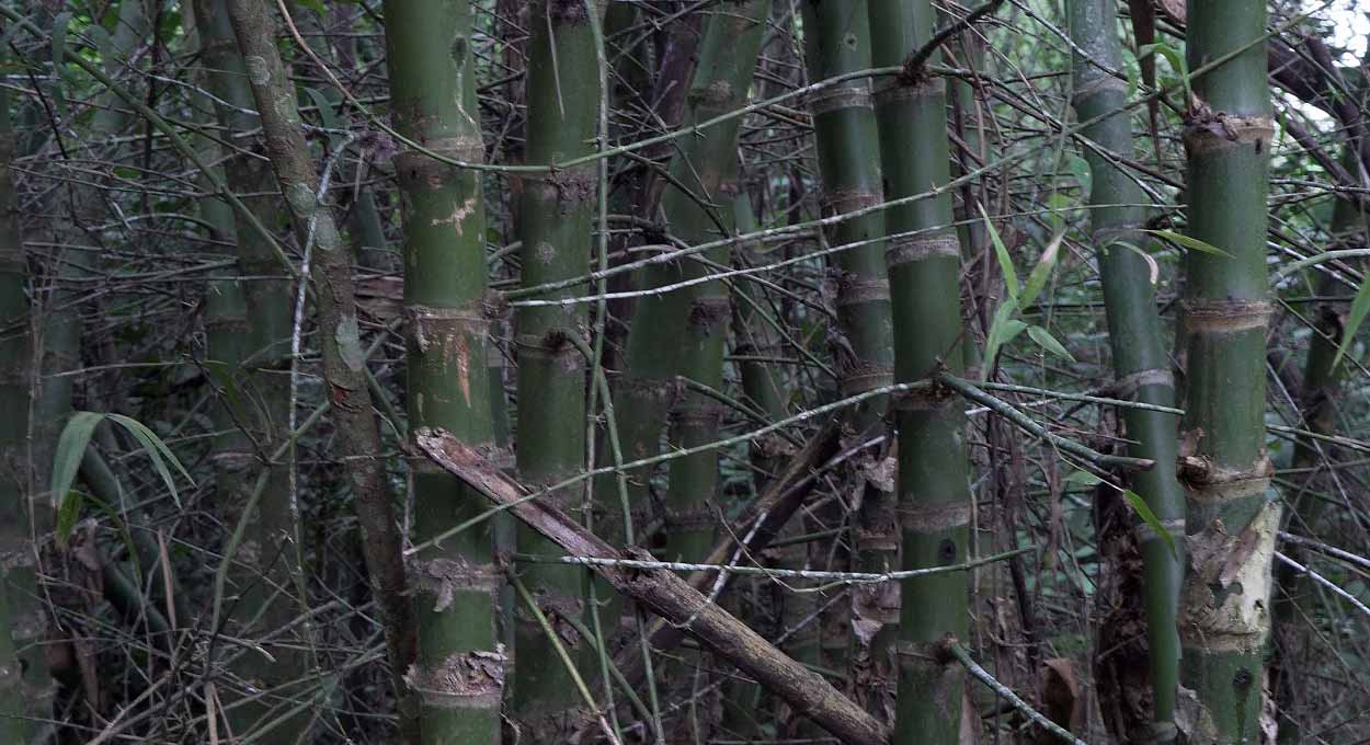 Conheça o taquaruçu, bambu nativo da região de fronteira