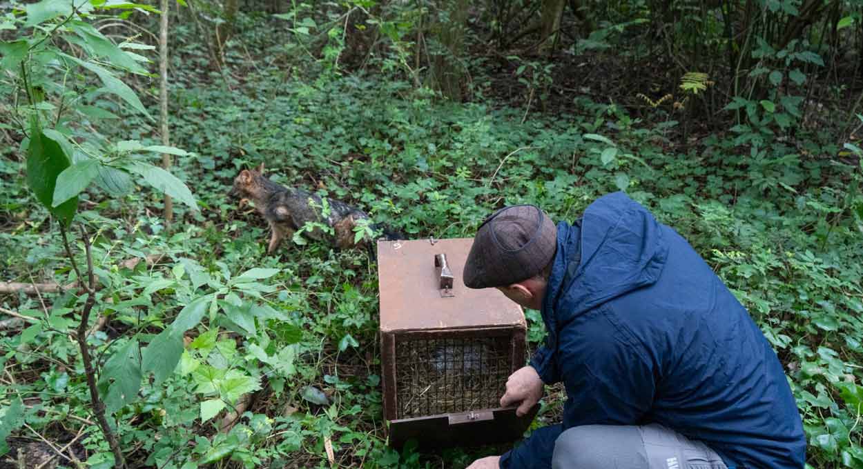 Equipe de Itaipu solta animais silvestres recuperados