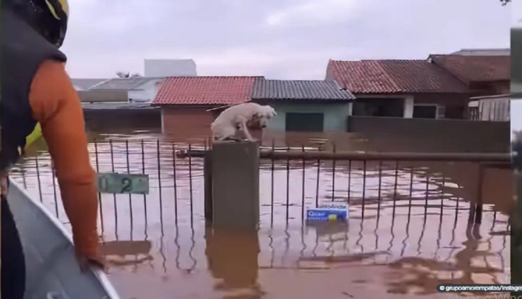 Animais foram abandonados à própria sorte, diante de enchente histórica