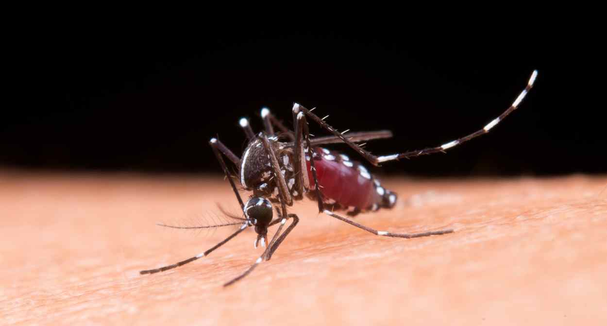 dengue em foz do iguacu