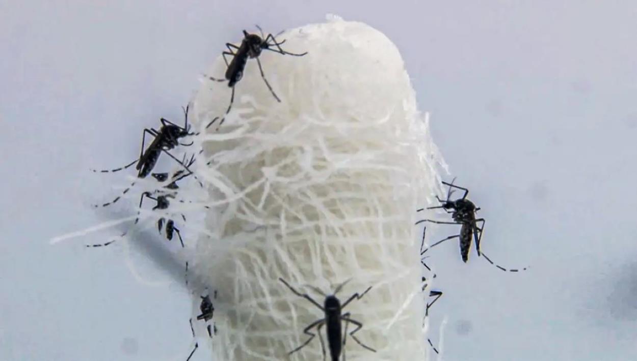 Foz do Iguaçu ultrapassa 22 mil notificações e 5 mil casos de dengue