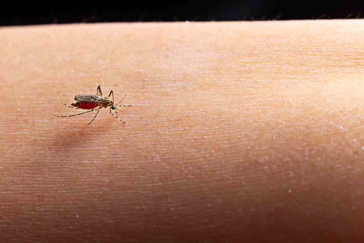 dengue em foz do iguacu - foto ilustrativa freepik