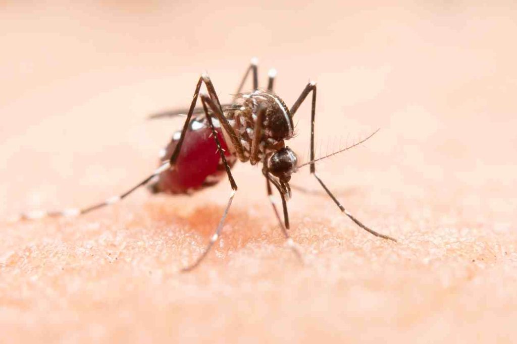 Foz do Iguaçu registra mil novos casos de dengue em uma semana