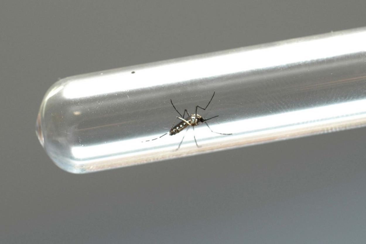 Prefeitura confirma primeira morte por dengue no ano em Foz do Iguaçu