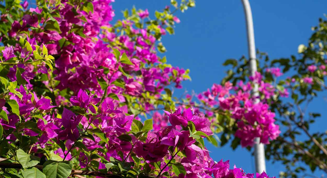 Semana continuará quente e sem chuva em Foz do Iguaçu