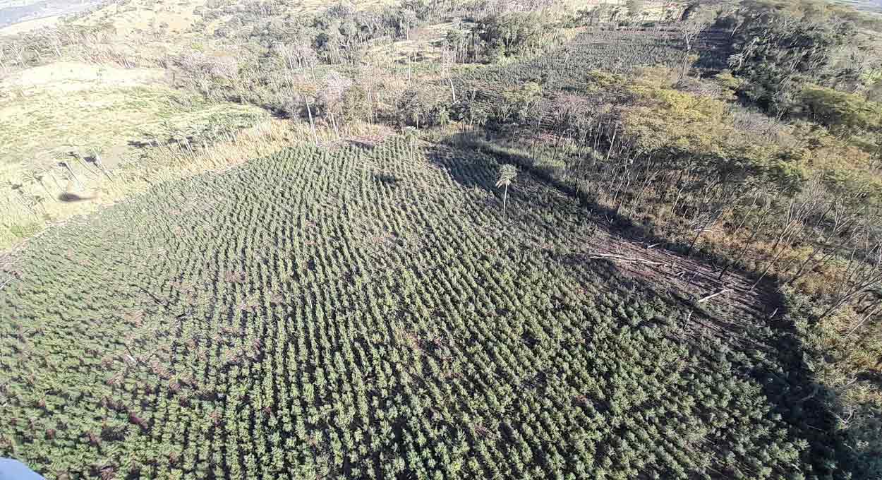 Paraguai destrói plantações de maconha na região do lago de Itaipu