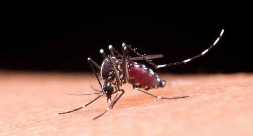 Presidência, Dengue, Arquitetura e Psicologia e Mais Professores