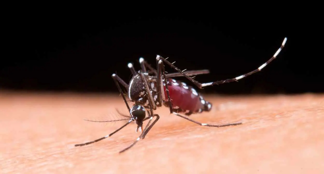 Festival das Cataratas, Parceiro da Escola, Dengue, Nota Paraná e Dia dos namorados