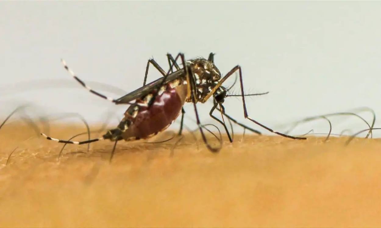 Prefeitura confirma mais duas mortes por dengue em Foz do Iguaçu