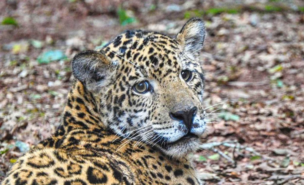 Câmeras flagram filhotes de onça no Parque Nacional