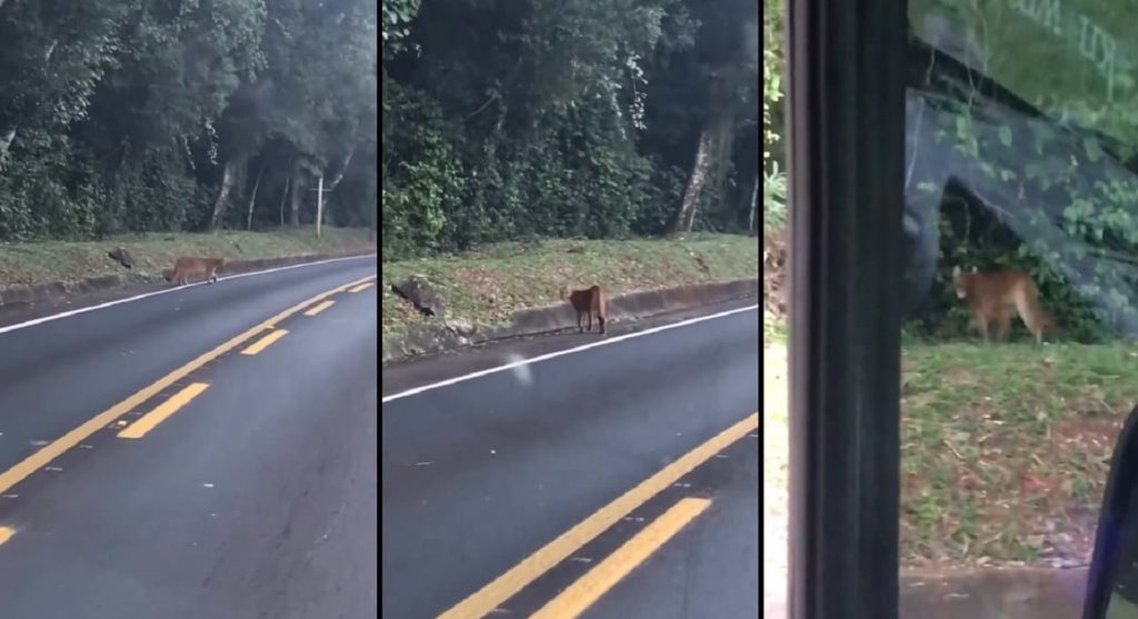 Vídeo: onça passeia na estrada de acesso às Cataratas do Iguaçu