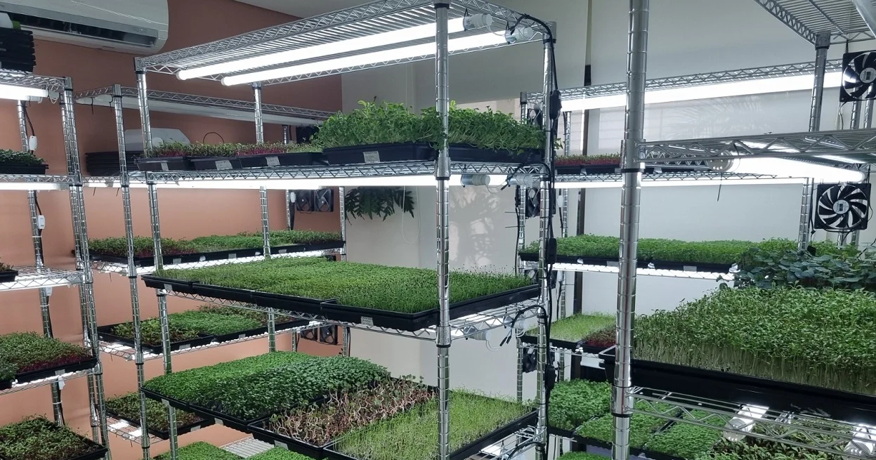 Verdin, pioneira na produção de microverdes, oferece promoção especial no mês de aniversário