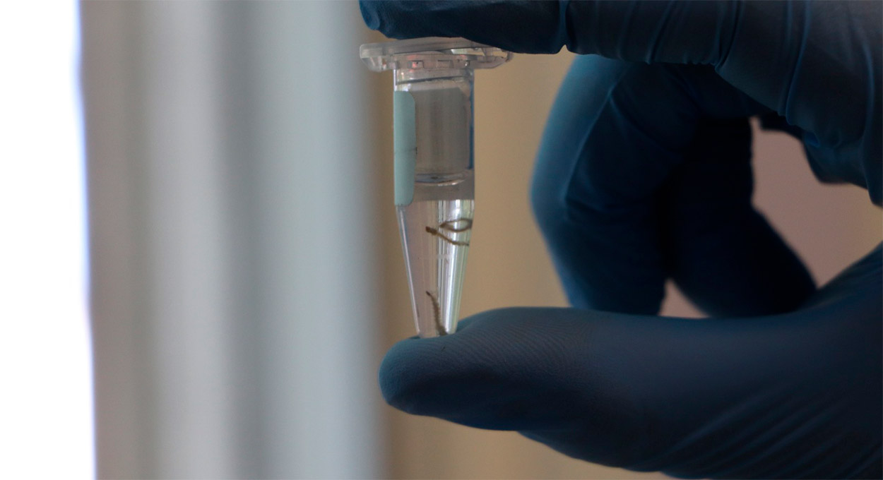 Biofábrica Wolbachia contra a dengue será inaugurada segunda-feira (29) em Foz do Iguaçu