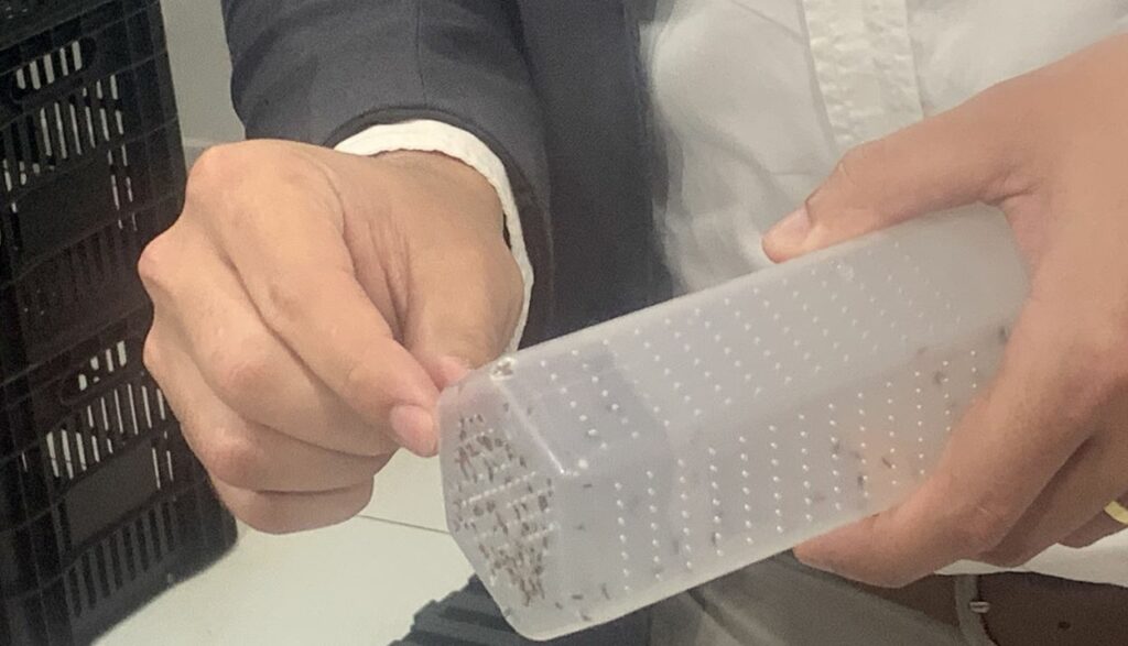 Biofábrica em Foz do Iguaçu solta mosquitos para o combate à dengue