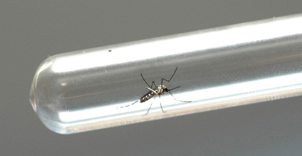 Foz do Iguaçu terá Biofábrica Wolbachia contra a dengue