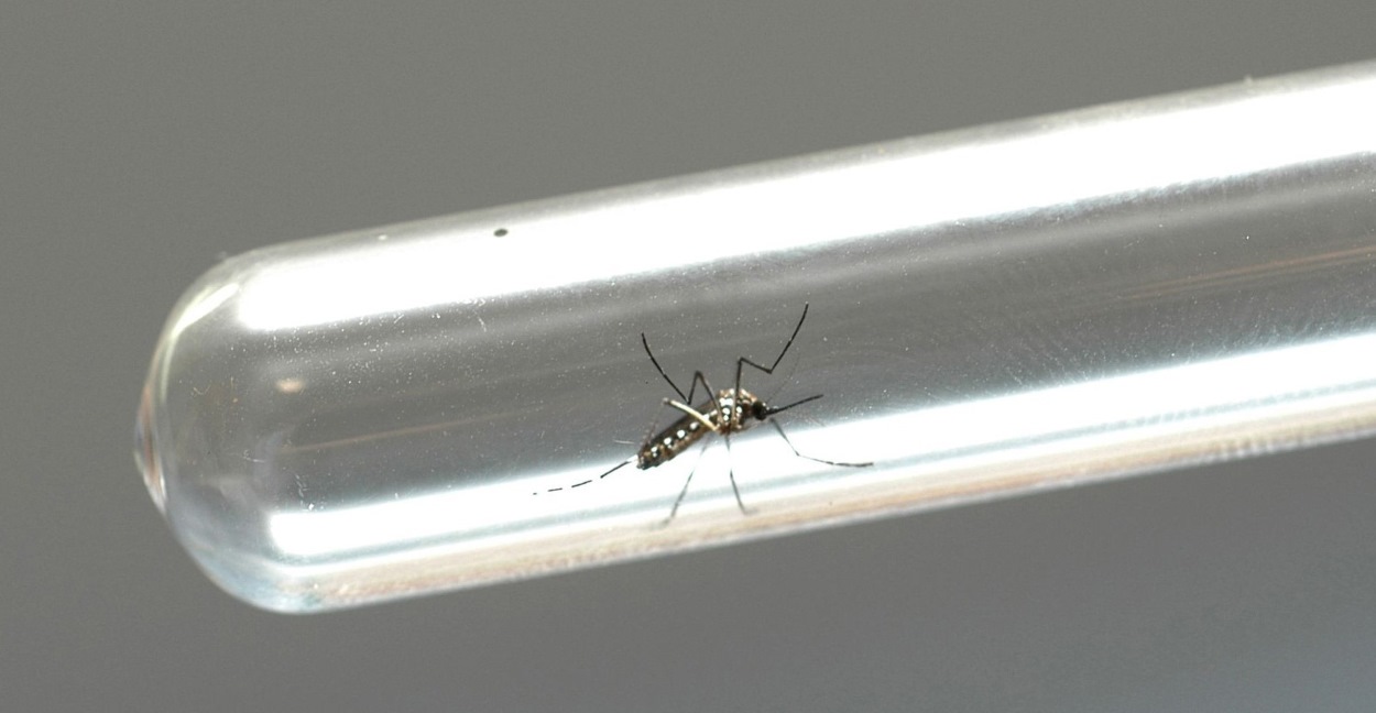 Foz do Iguaçu terá Biofábrica Wolbachia contra a dengue