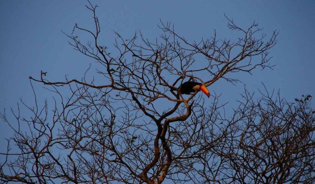 Morador pode contribuir com monitoramento ambiental em Foz do Iguaçu