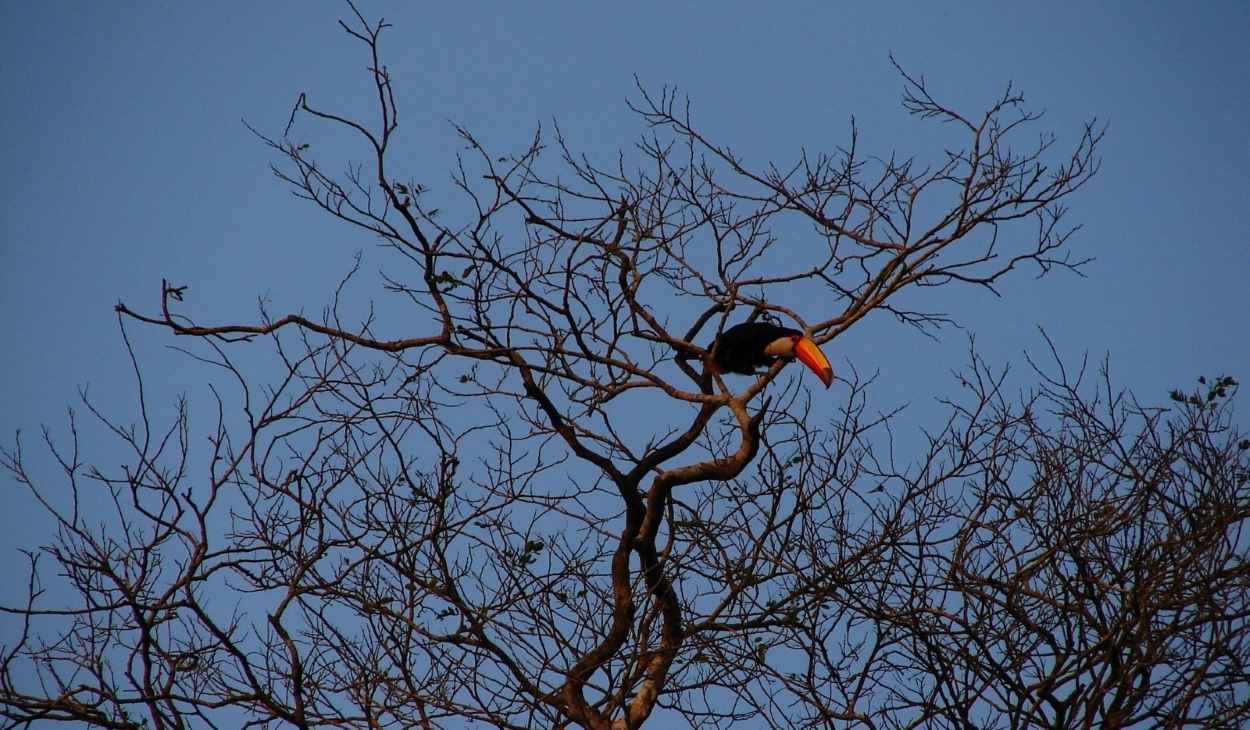 Morador pode contribuir com monitoramento ambiental em Foz do Iguaçu