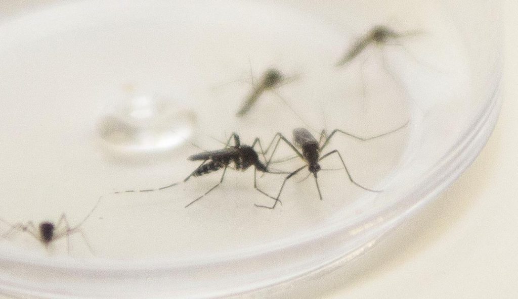 Prefeitura confirma nova morte por dengue em Foz do Iguaçu, o 9.º óbito