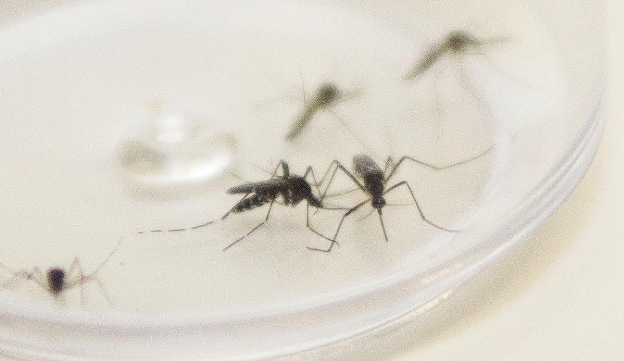Prefeitura confirma nova morte por dengue em Foz do Iguaçu, o 9.º óbito
