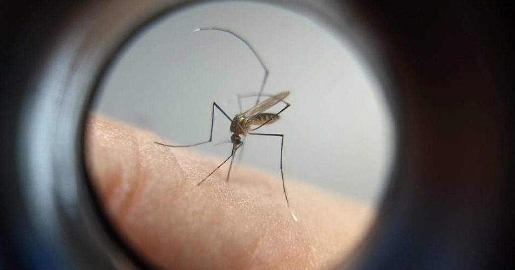 Prefeitura confirma mais 2 óbitos por dengue em Foz do Iguaçu; são 8 mortes