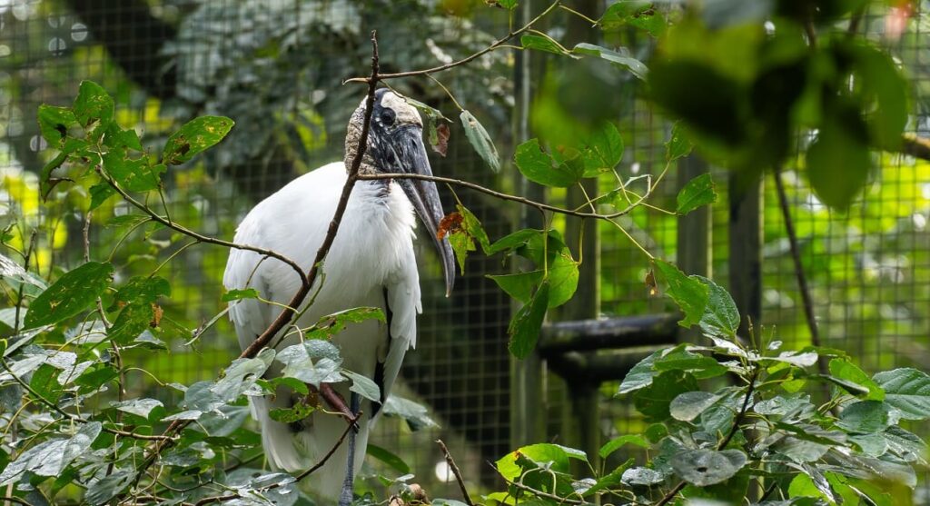 Conheça o cabeça-seca, estrela do Parque das Aves em Foz do Iguaçu