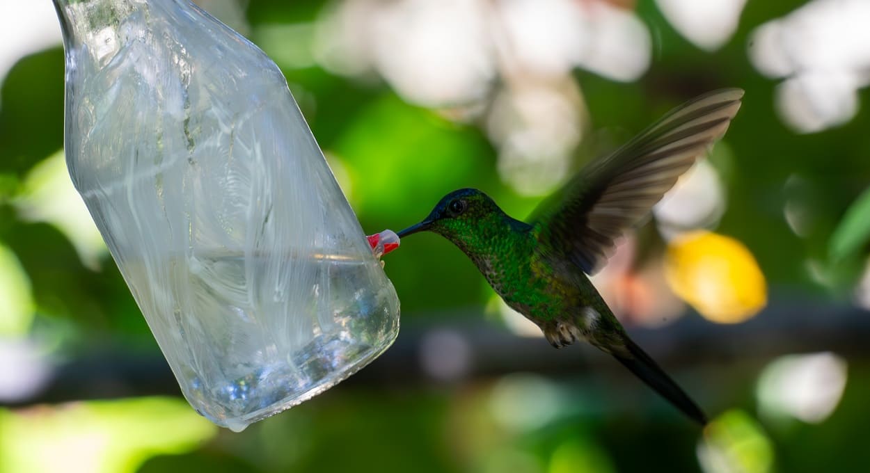 Faça um passeio entre papagaios e beija-flores em Foz do Iguaçu