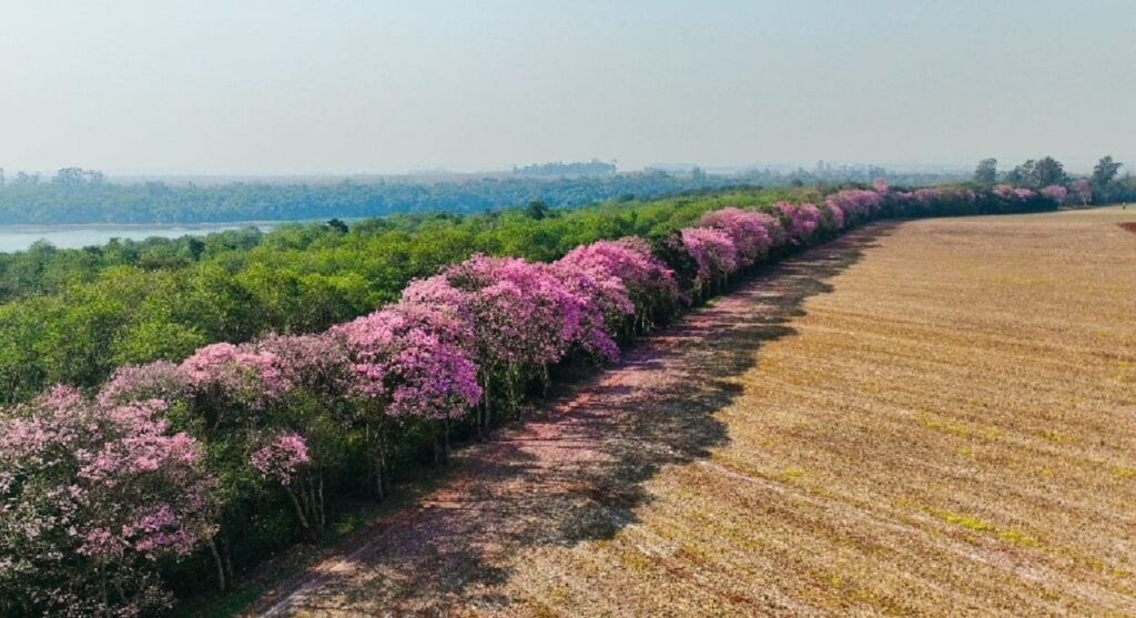 Florada dos ipês gera espetáculo na região do lago de Itaipu