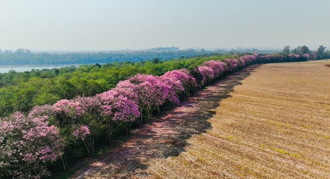 Florada dos ipês gera espetáculo na região do lago de Itaipu