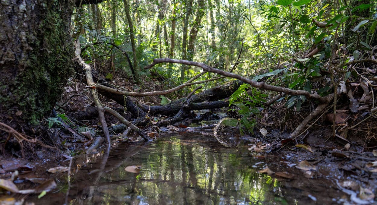 Trilha revela a diversidade da Mata Atlântica em Foz do Iguaçu