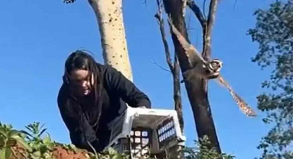 Coruja-buraqueira volta à natureza em Foz do Iguaçu após cuidados