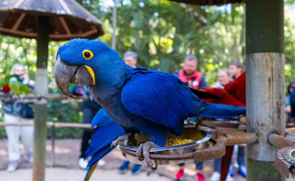 Passeio imersivo, Conecta leva visitantes a áreas restritas do Parque das Aves