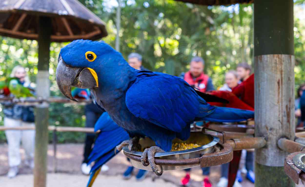 conecta parque das aves - foto marcos labanca