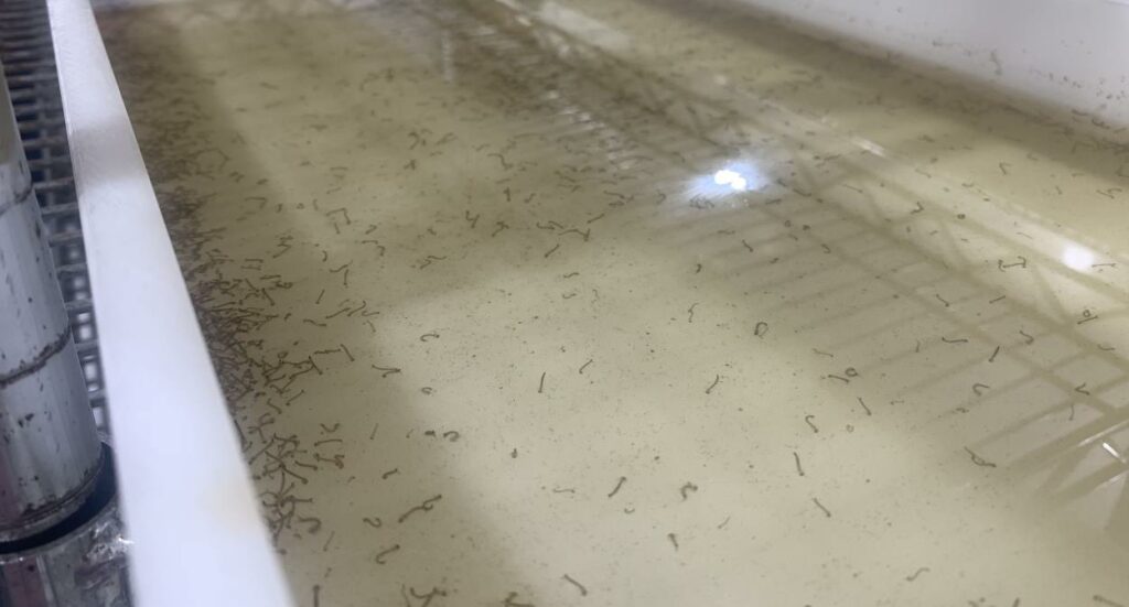 Mosquitos contra a dengue começam a ser soltos em Foz do Iguaçu