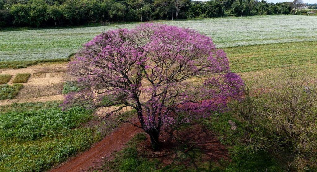 Sobrevoe um lindo exemplar de ipê-roxo em Foz do Iguaçu