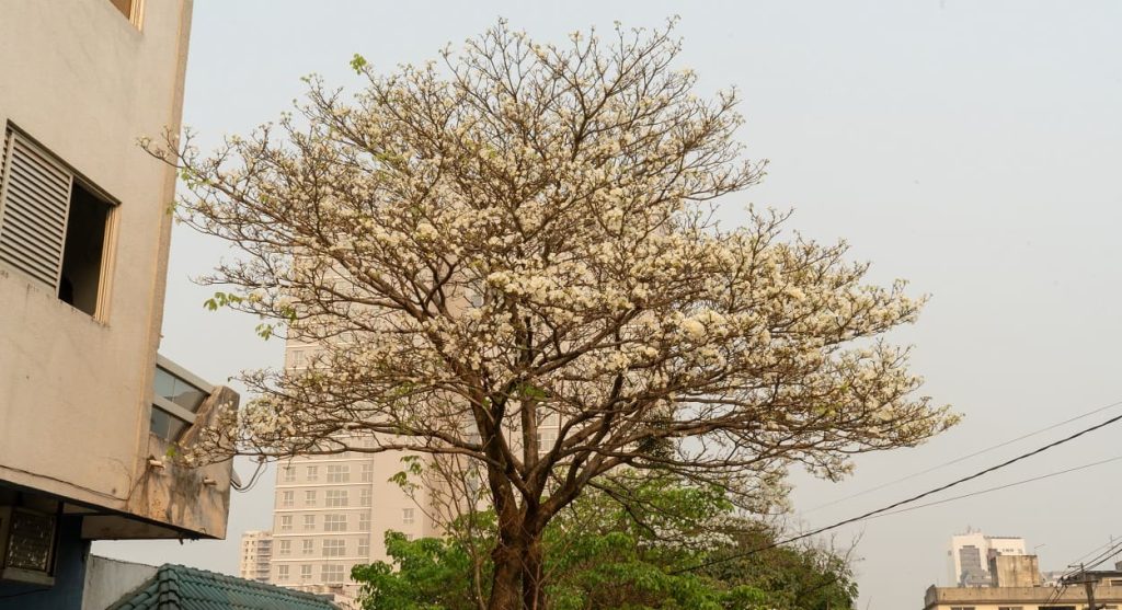Aprecie um ipê-branco florido no centro de Foz do Iguaçu