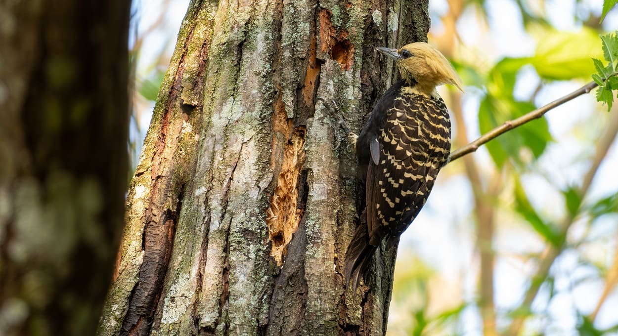 Assista a um pica-pau em ação no bairro Mata Verde em Foz do Iguaçu