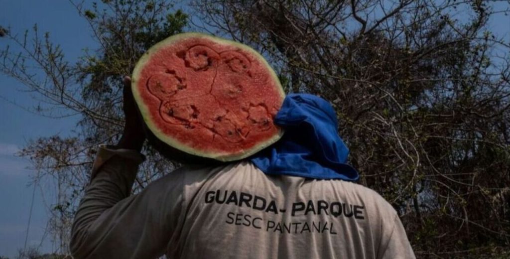 Ativistas contestam orientação do IAT para não alimentar silvestres após incêndios