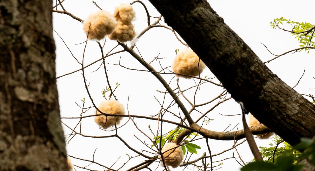 Flores da paineira tingem o chão de branco em Foz do Iguaçu