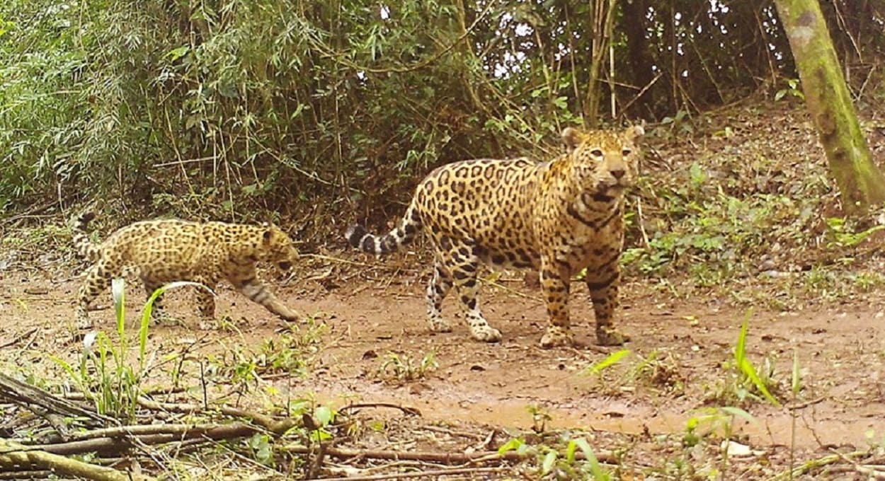 Filhote e mãe em um dos cliques da câmera posicionada em um ponto de passagem de felinos no Parque Nacional Iguazú. Foto: Gentileza/Red Yaguareté