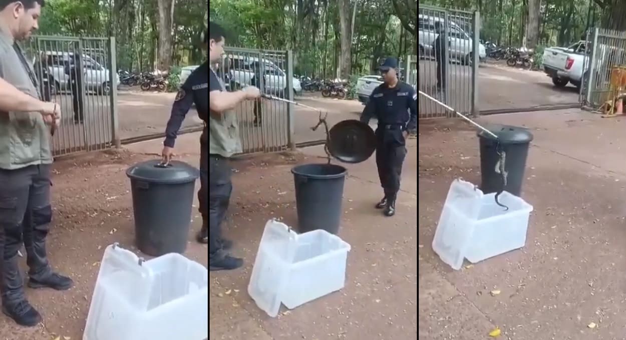 Cobra jararaca é encontrada em lixeira no centro de Ciudad del Este