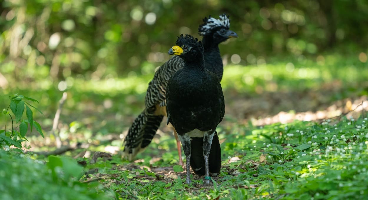 Aves doadas por Itaipu ajudam a repovoar área na Argentina