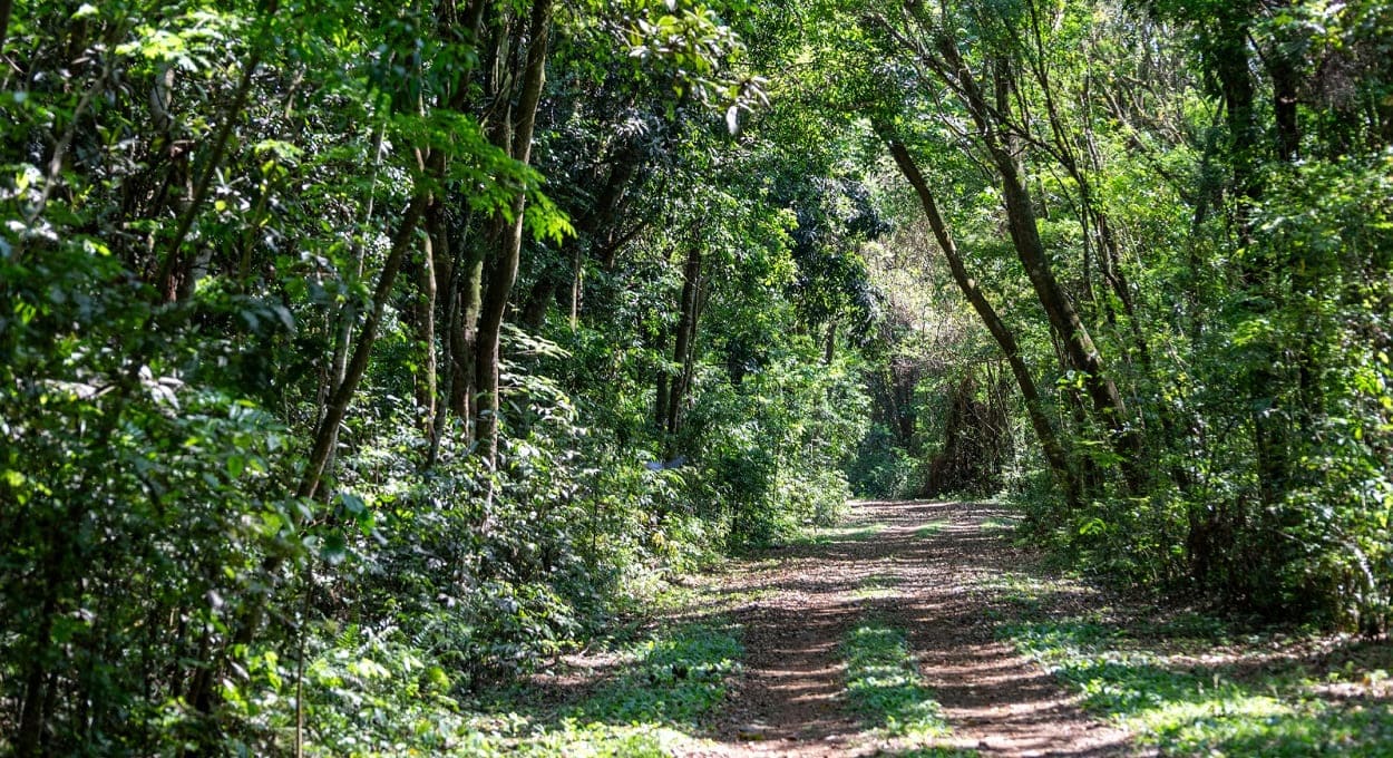 Imagens mostram evolução do Refúgio Biológico de Santa Helena