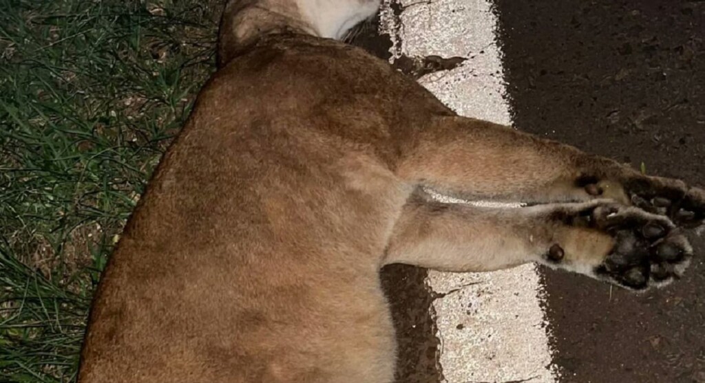 Onça adulta morre atropelada no lado argentino da fronteira