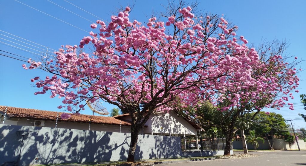Conheça os planos, ambientais, dos candidatos a prefeito de Foz do Iguaçu